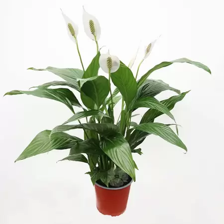 Spathiphyllum | Lepelplant