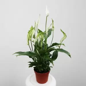 Spathiphyllum | Lepelplant