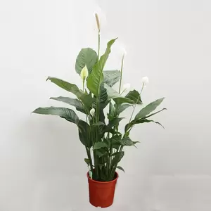 Spathiphyllum 'Sweet Sebastiano' | Lepelplant