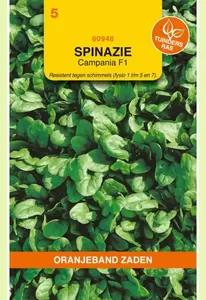 Spinazie Campania F1, 15g Oranjeband - afbeelding 1
