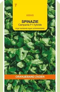 Spinazie Campania F1, 50g Oranjeband - afbeelding 1