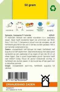 Spinazie Campania F1, 50g Oranjeband - afbeelding 2