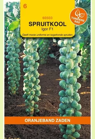 Spruitkool Igor F1 Oranjeband - afbeelding 1