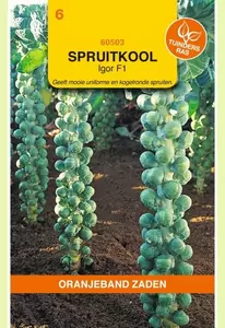 Spruitkool Igor F1 Oranjeband - afbeelding 1