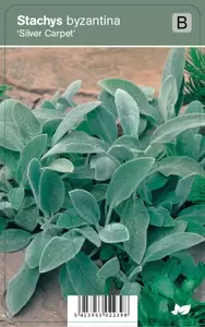 Stachys byzantin Silver Carpet p9