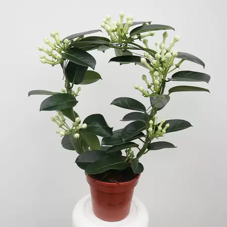 Stephanotis Floribunda | Bruidsbloem - wit