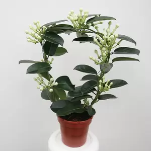 Stephanotis Floribunda | Bruidsbloem - wit