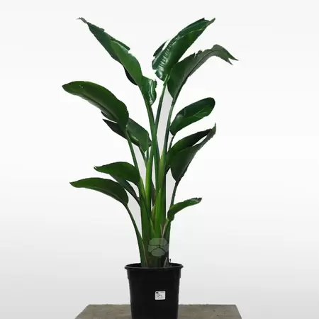 Strelitzia Nicolai | Paradijsvogelplant Pot24cm H130cm