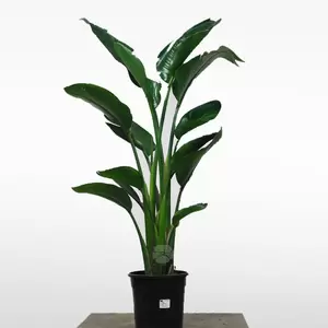 Strelitzia Nicolai | Paradijsvogelplant Pot24cm H130cm