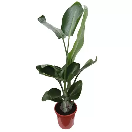 Strelitzia Nicolai | Paradijsvogelplant