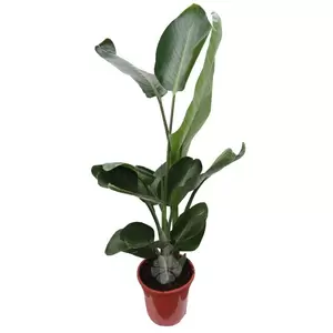 Strelitzia Nicolai | Paradijsvogelplant