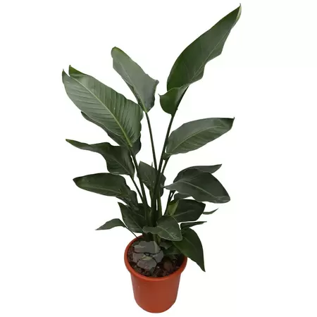 Strelitzia Nicolai | Paradijsvogelplant Pot26cm
