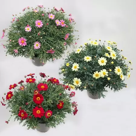Struikmargriet div kleuren - afbeelding 1