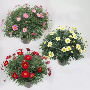 Struikmargriet div kleuren - afbeelding 1