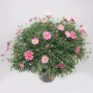 Struikmargriet div kleuren - afbeelding 4