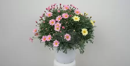 Struikmargriet Triokleur