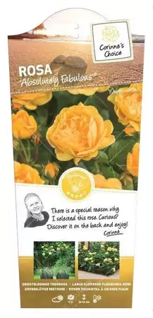 Struikroos 'Absolutely Fabulous'® pot 17 cm - afbeelding 1