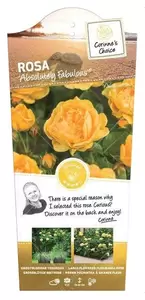 Struikroos 'Absolutely Fabulous'® pot 17 cm - afbeelding 1