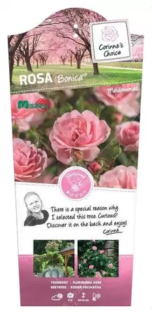Struikroos 'Bonica'® Pot17cm - afbeelding 1