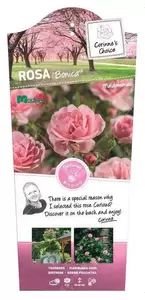 Struikroos 'Bonica'® Pot17cm - afbeelding 1