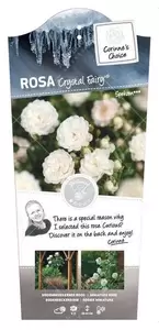 Struikroos 'Crystal Fairy'® - afbeelding 2