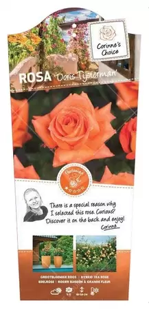 Struikroos 'Doris Tijsterman' pot 17 cm