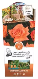 Struikroos 'Doris Tijsterman' pot 17 cm