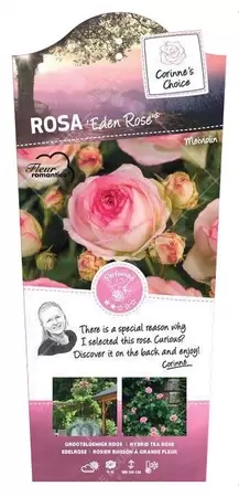 Struikroos 'Eden Rose'® Pot17cm - afbeelding 1