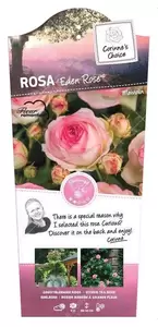 Struikroos 'Eden Rose'® Pot17cm