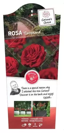 Struikroos 'Europeana' - afbeelding 1