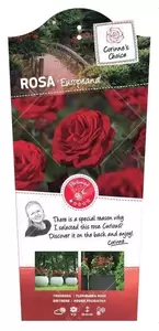 Struikroos 'Europeana' - afbeelding 1