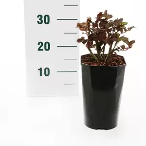 Struikroos 'Europeana' - afbeelding 2