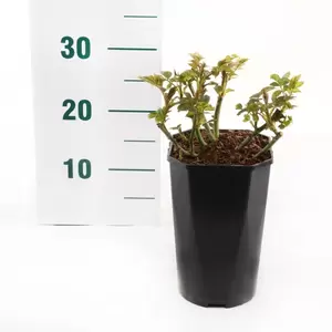 Struikroos 'Garden of Roses'® Pot17cm - afbeelding 2