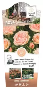 Struikroos 'Garden of Roses'® Pot17cm - afbeelding 1