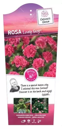 Struikroos 'Lovely Fairy'® - afbeelding 1