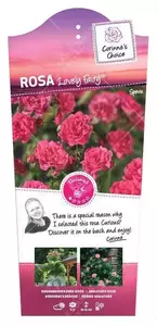 Struikroos 'Lovely Fairy'® - afbeelding 1