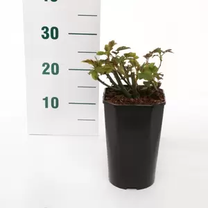 Struikroos 'Melrose' Pot17cm - afbeelding 2