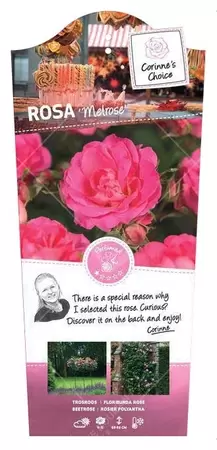 Struikroos 'Melrose' Pot17cm - afbeelding 1