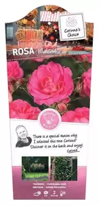 Struikroos 'Melrose' Pot17cm - afbeelding 1