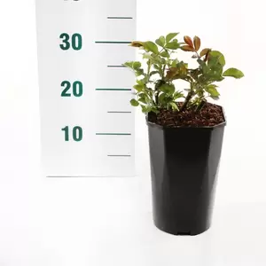 Struikroos 'Nautica'® Pot17cm - afbeelding 2