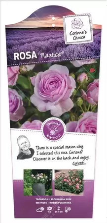 Struikroos 'Nautica'® Pot17cm - afbeelding 1