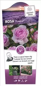 Struikroos 'Nautica'® Pot17cm - afbeelding 1