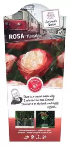 Struikroos 'Nostalgie'® - afbeelding 1