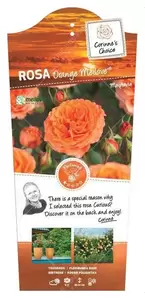 Struikroos 'Orange Meilove'® - afbeelding 1