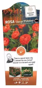 Struikroos 'Orange Morsdag' - afbeelding 1
