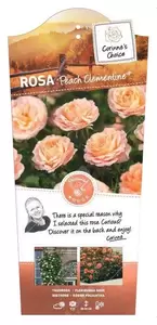 Struikroos 'Peach Clementine'® - afbeelding 1