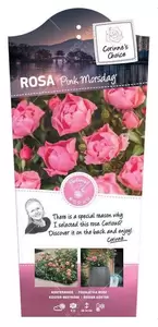 Struikroos 'Pink Morsdag' - afbeelding 1