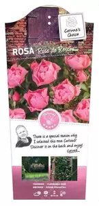 Struikroos 'Rose de Rescht' pot 17 cm - afbeelding 1
