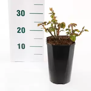 Struikroos 'Rose de Rescht' pot 17 cm - afbeelding 2