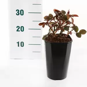 Struikroos 'Störtebeker'® pot 17 cm - afbeelding 2